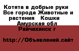 Котята в добрые руки - Все города Животные и растения » Кошки   . Амурская обл.,Райчихинск г.